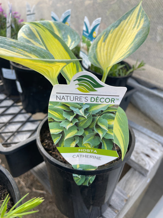 Hosta 'Catherine'