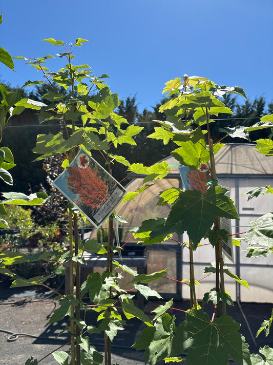 Acer rubrum 'Autumn Red'