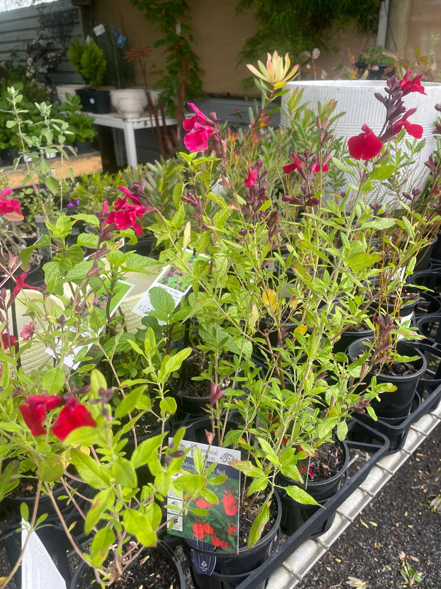 100mm Flowering Perennials Assorted