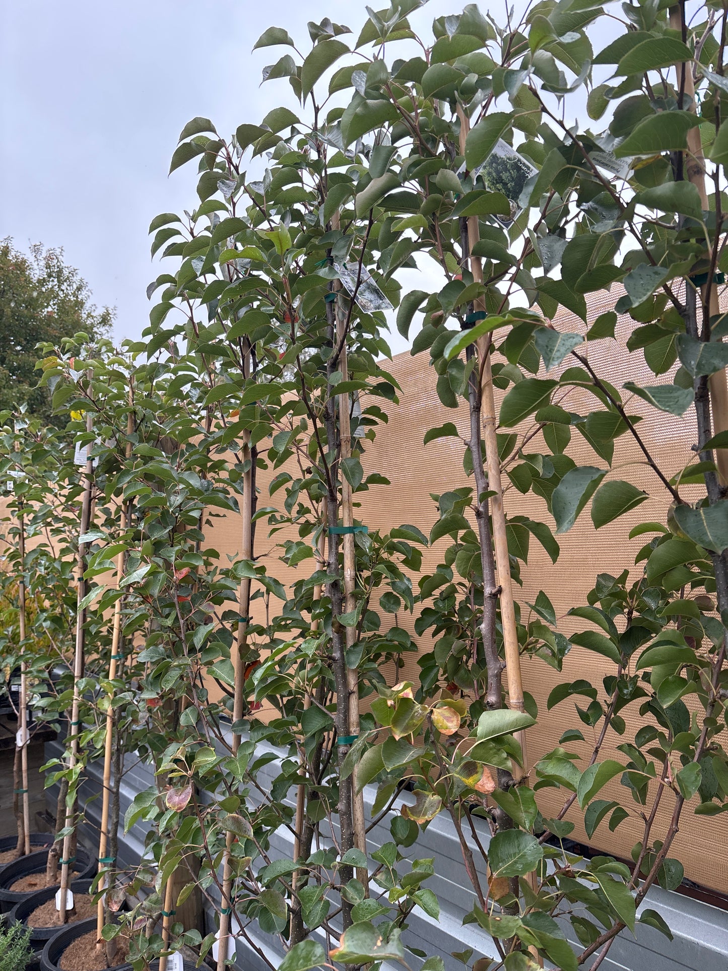 Pyrus calleryana 'Cleveland Select' - Ornamental Pear
