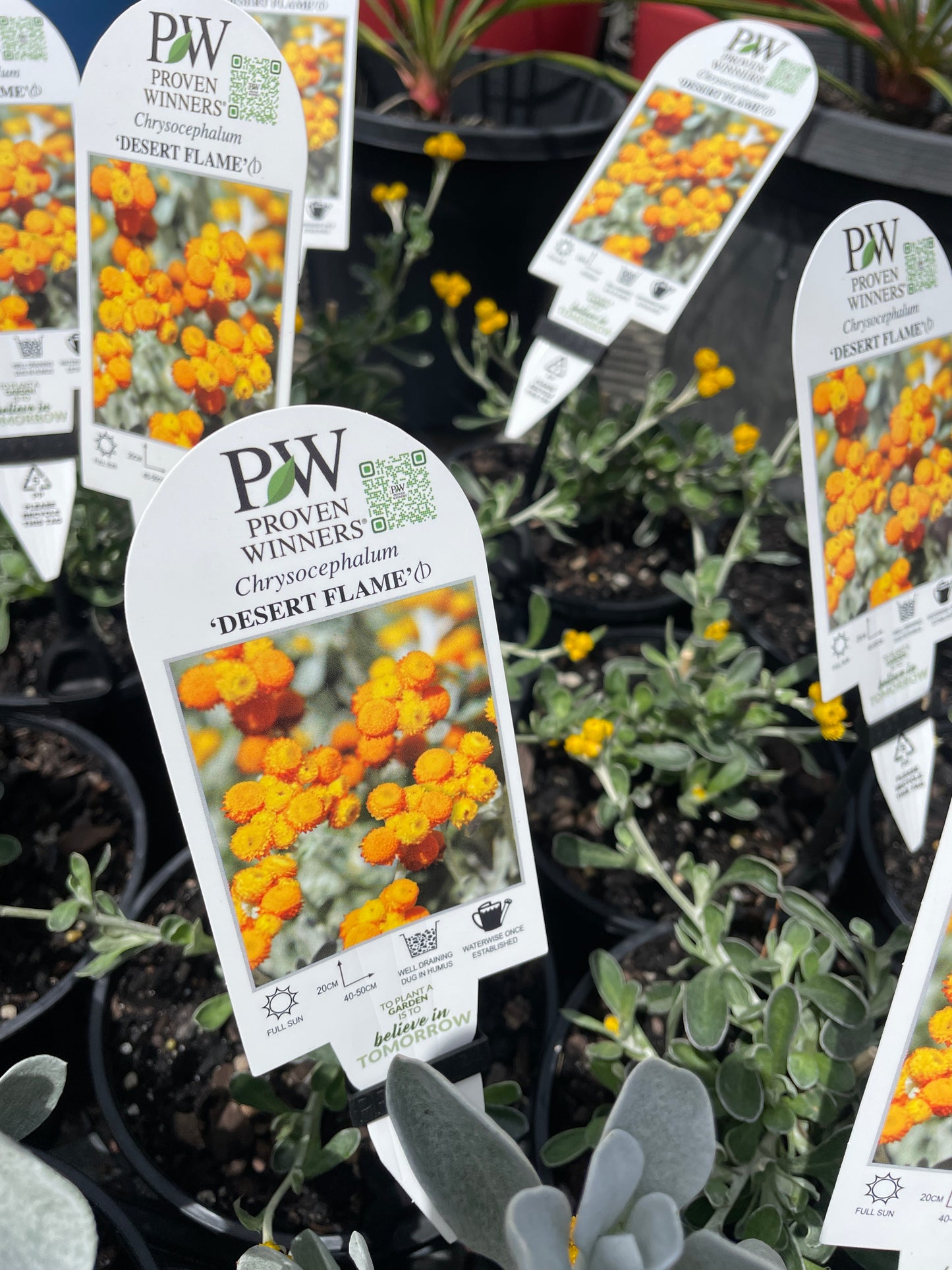 Chrysocephalum apiculatum 'Desert Flame'