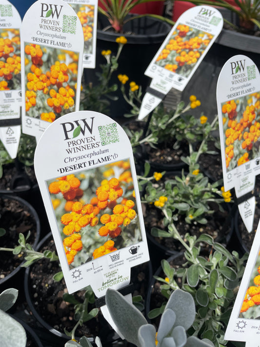 Chrysocephalum apiculatum 'Desert Flame'