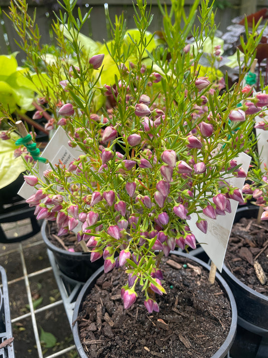 Boronia 'Blue Waves'