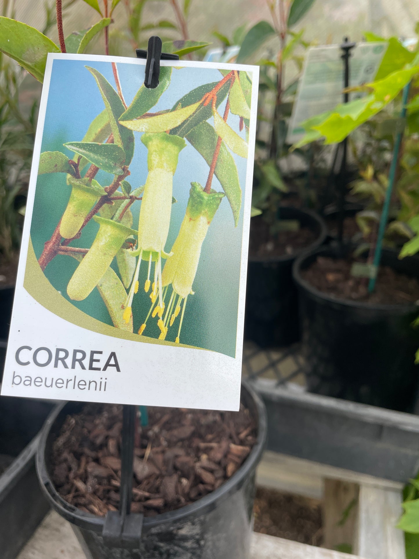 Correa baeuerlenii 'Chef's Cap'