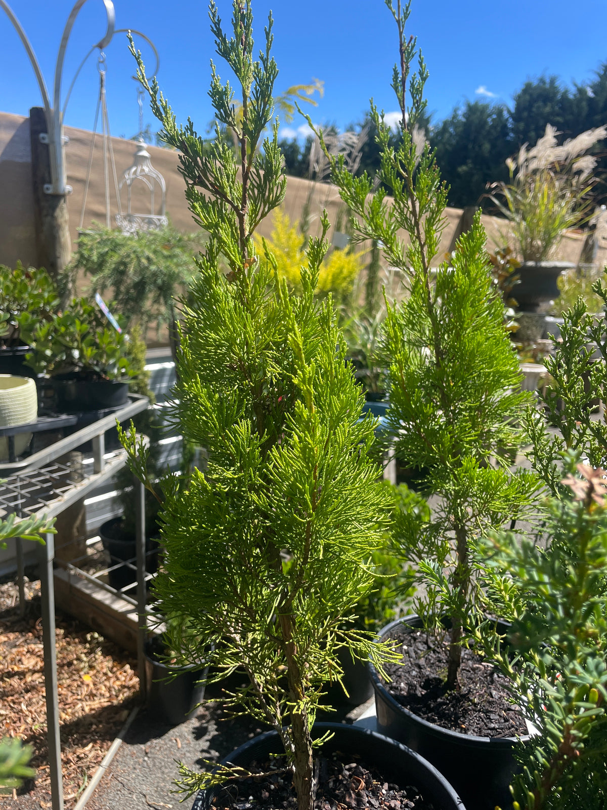 Juniperus chinensis - Spartan