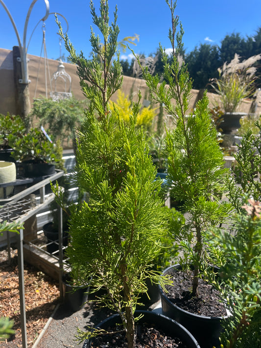 Juniperus chinensis 'Spartan'