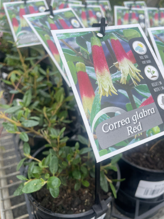 Correa glabra - Rock Correa Red