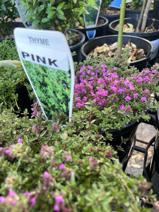 Thymus serpyllum 'Pink'