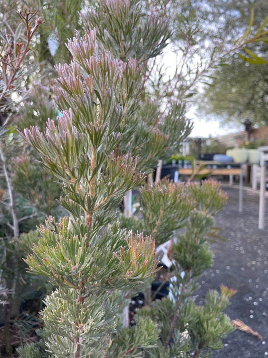 Adenanthos cunninghamii 'Lighthouse' - Woolly Bush