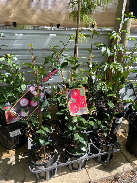 Camellia