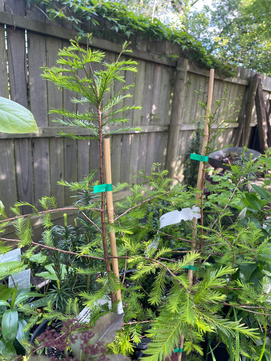 Taxodium distichum 200mm