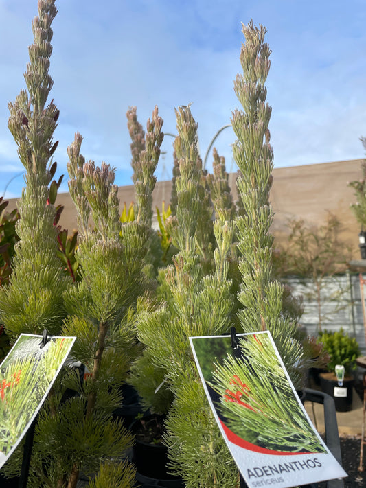 Adenanthos sericeus - Woolly Bush