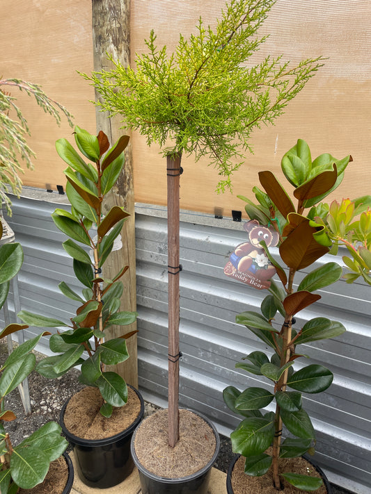 Cypress 'Golden Halo' Standard