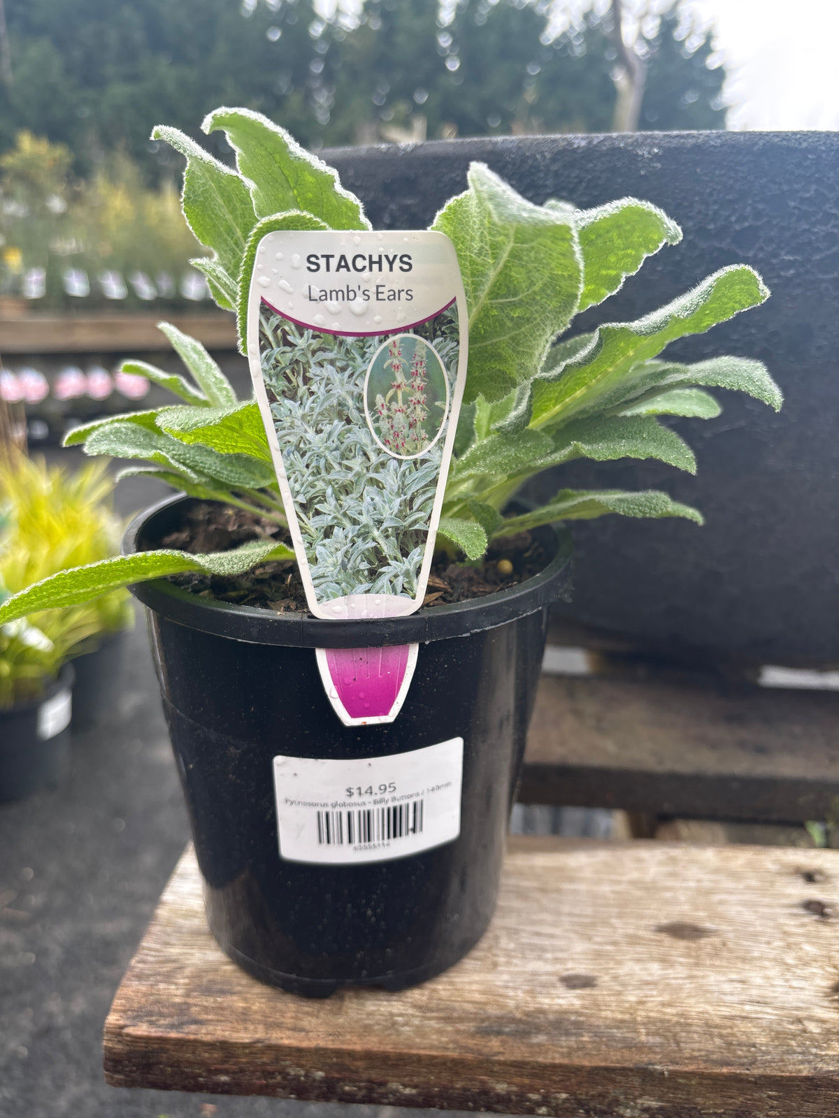 Stachys byzantina (Lamb's Ear)