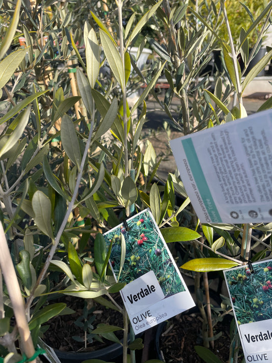 Olea europaea 'Verdale' - French Olive Tree