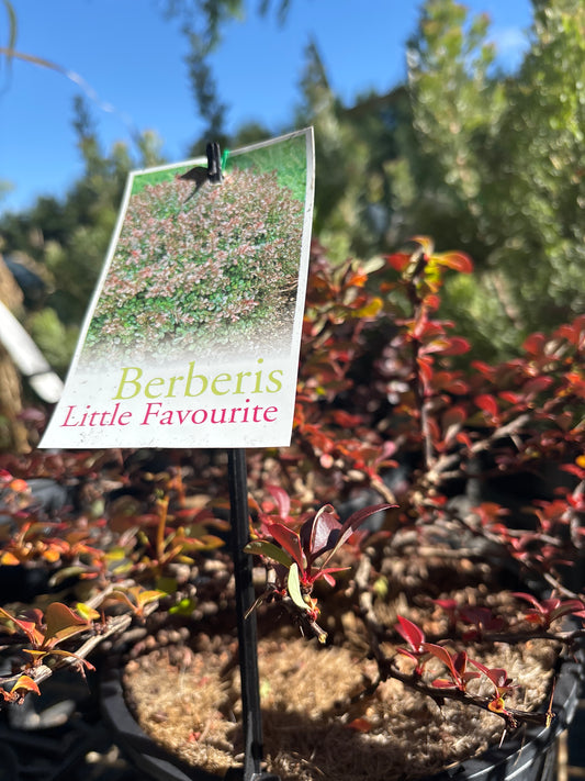 Berberis thunbergii 'Little Favourite'