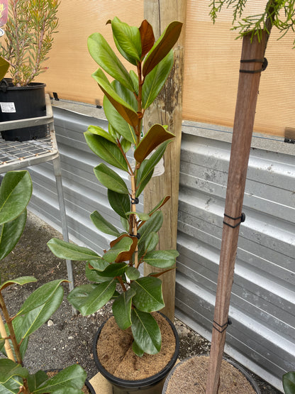 Magnolia grandiflora 'Teddy Bear'