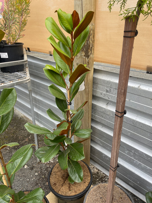 Magnolia grandiflora 'Teddy Bear'