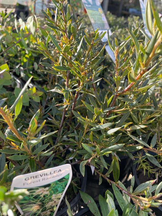 Grevillea 'Forest Rambler' - Sprawling Native Shrub