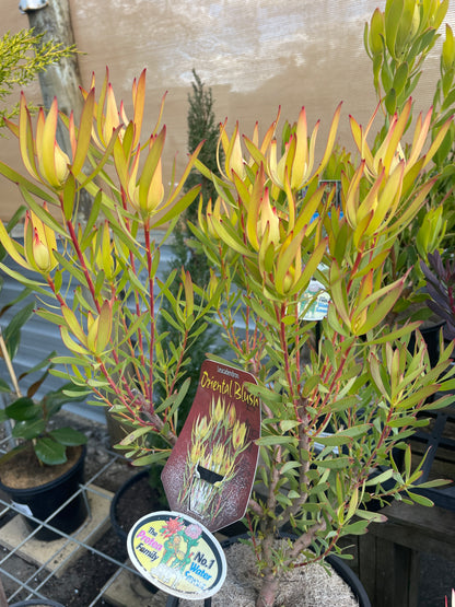 Leucadendron 'Oriental Blush'