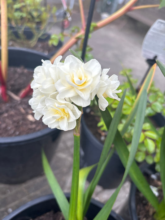 Narcissus jonquilla - Erlicheer