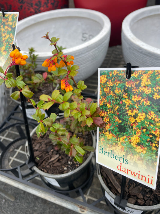 Berberis darwinii - Darwin's Barberry