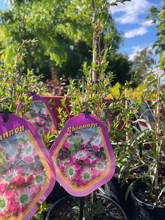 Leptospermum 'Rhiannon'