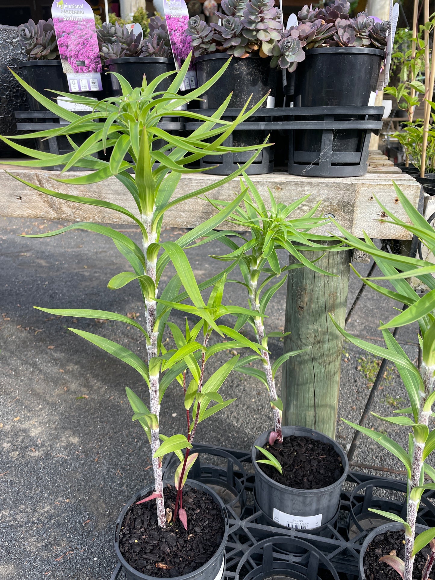 Lilium lancifolium - Tiger Lily (into dormancy)
