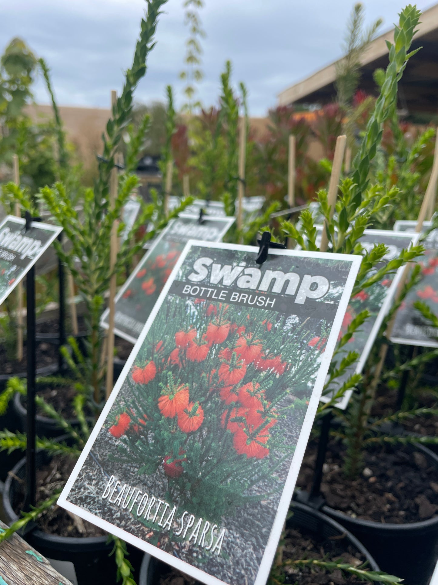 Beaufortia sparsa Red