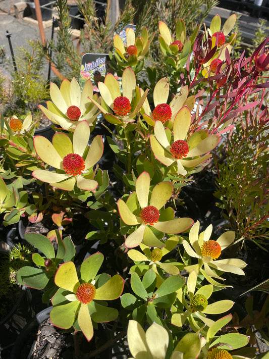 Leucadendron 'Summer Sun'