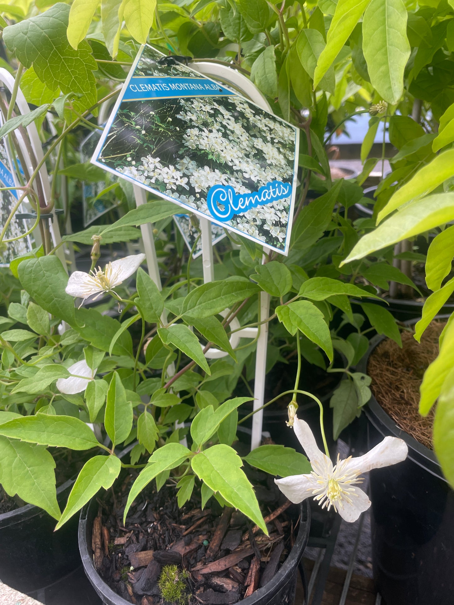 Clematis montana 'Alba'