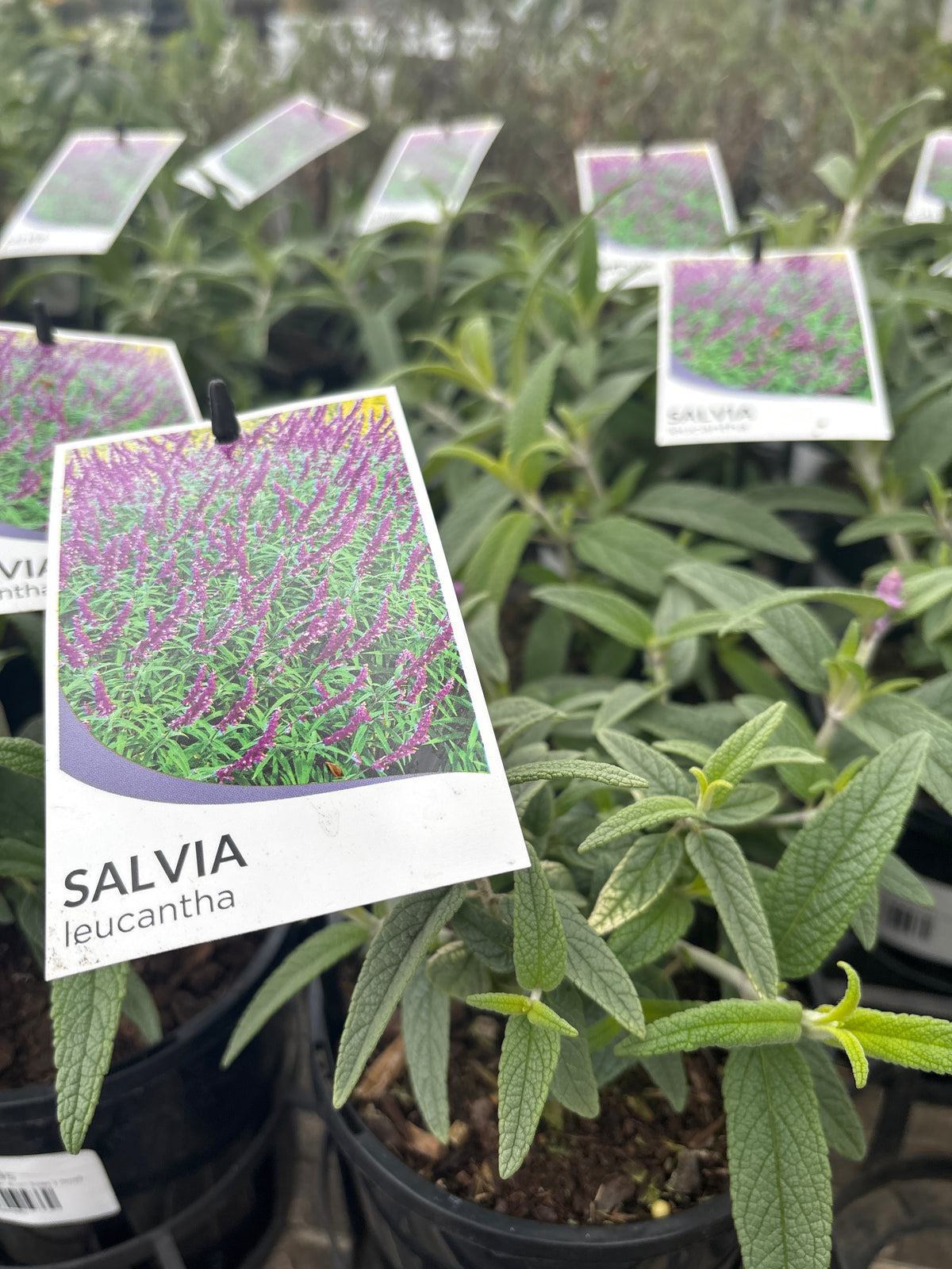 Salvia leucantha | Mexican Bush Sage | Purple Flowers