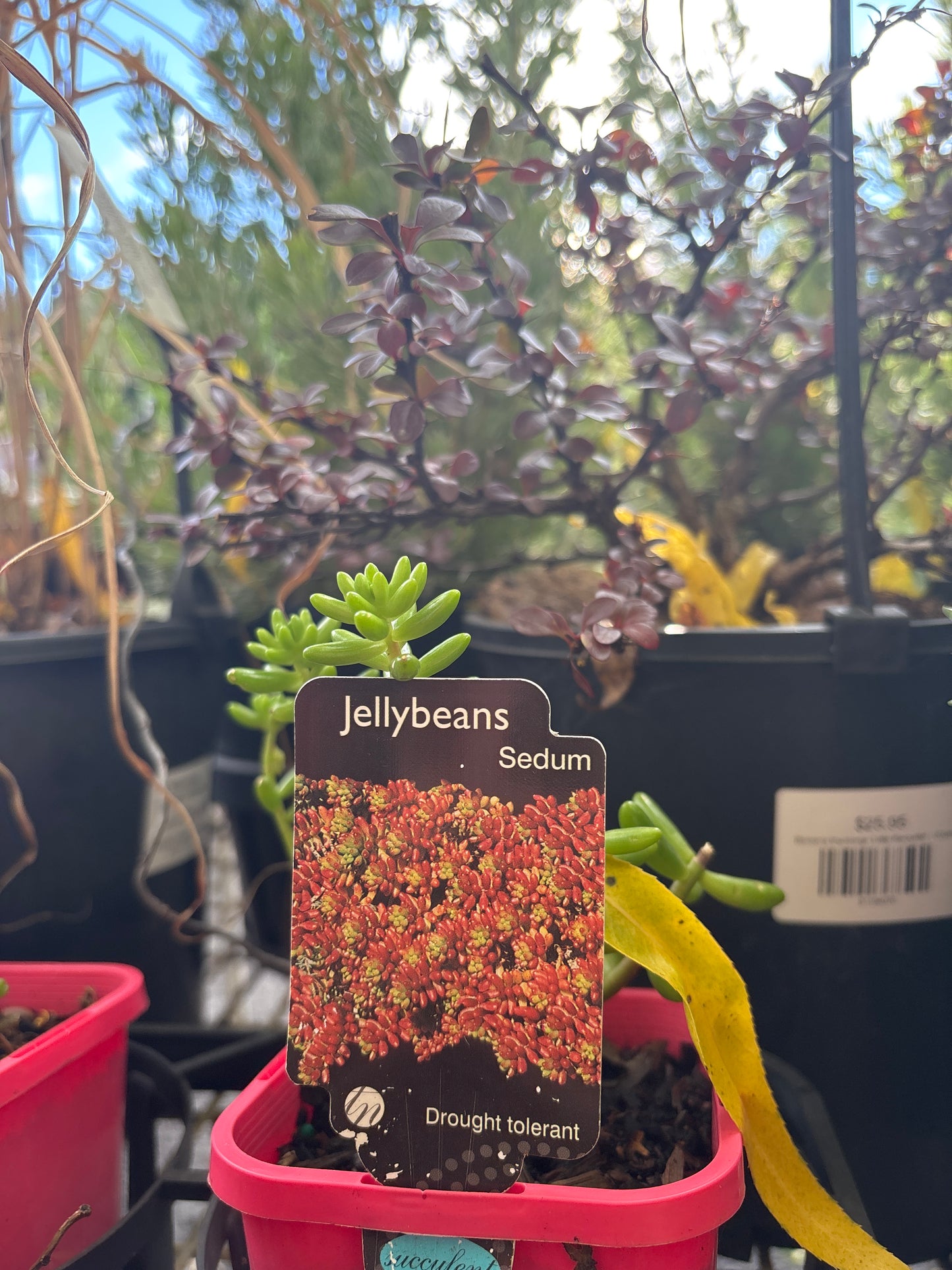 Sedum rubrotinctum 'Jelly Beans'