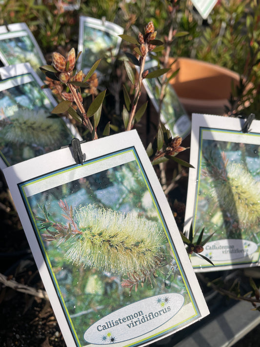 Callistemon viridiflorus - Tasmanian Green Bottlebrush