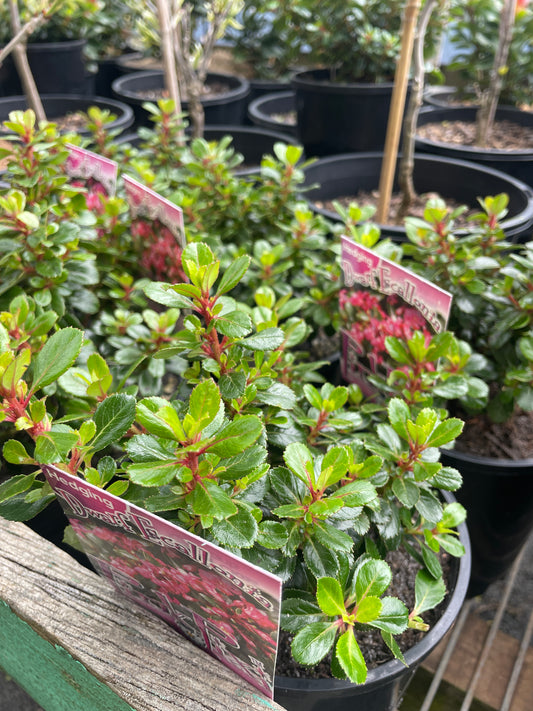 Escallonia 'Pink Pixie'