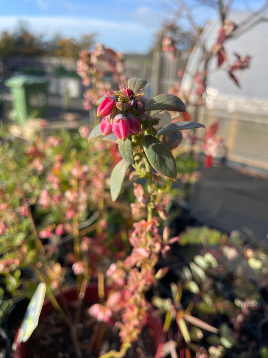 Vaccinium 'Sunshine Blue' - Blueberry