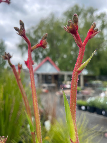 Anigozanthos 'Regal Velvet' 140mm