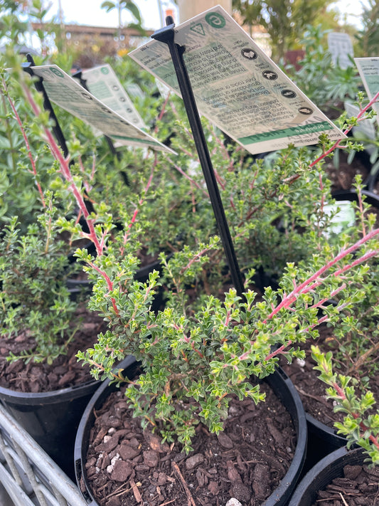 Kunzea 'Badja Carpet'