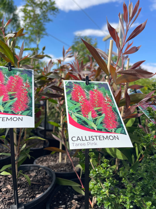 Callistemon 'Taree Pink'