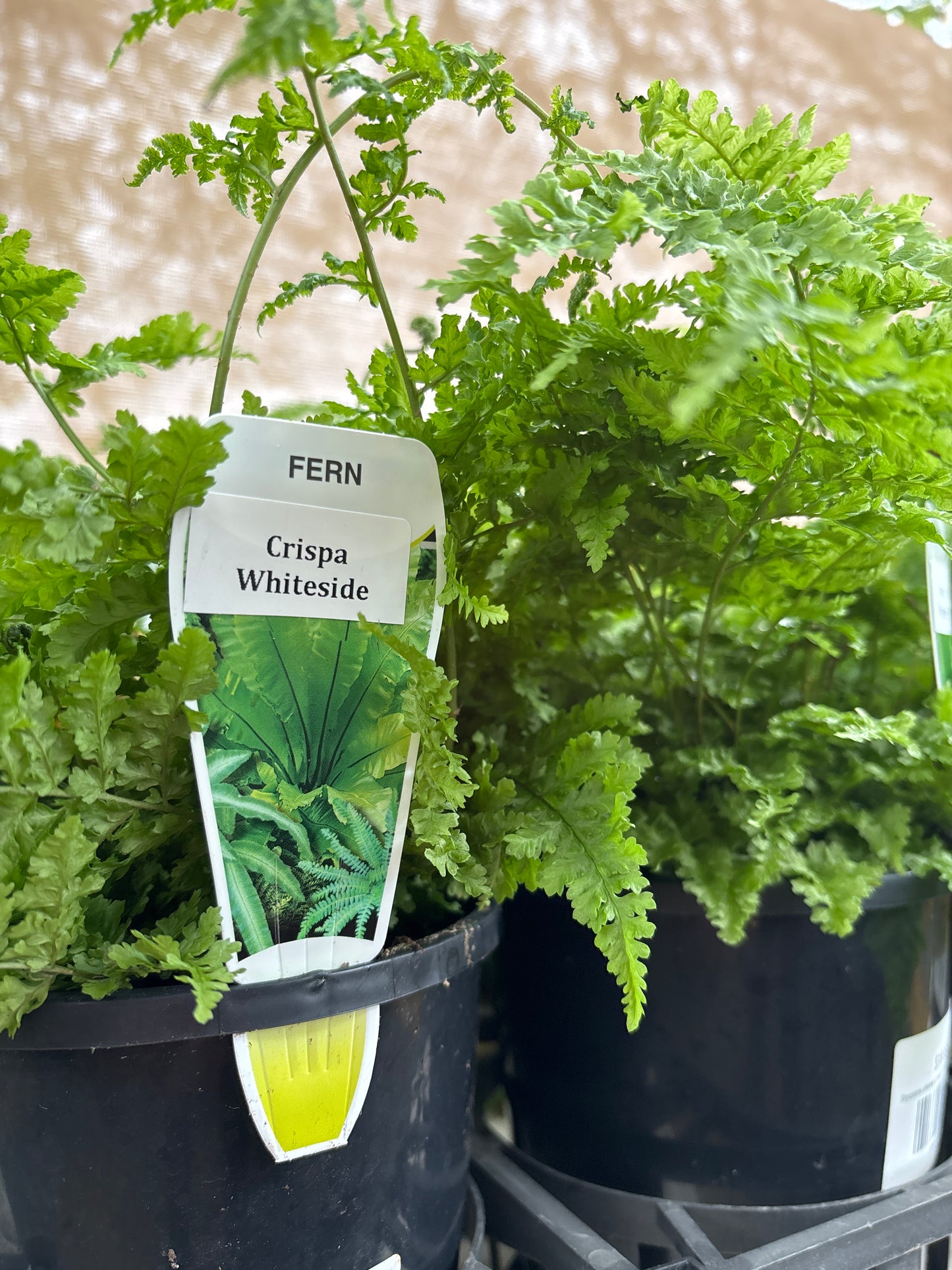 Dryopteris dilatata 'Crispa Whiteside' (Crispa Wood Fern)