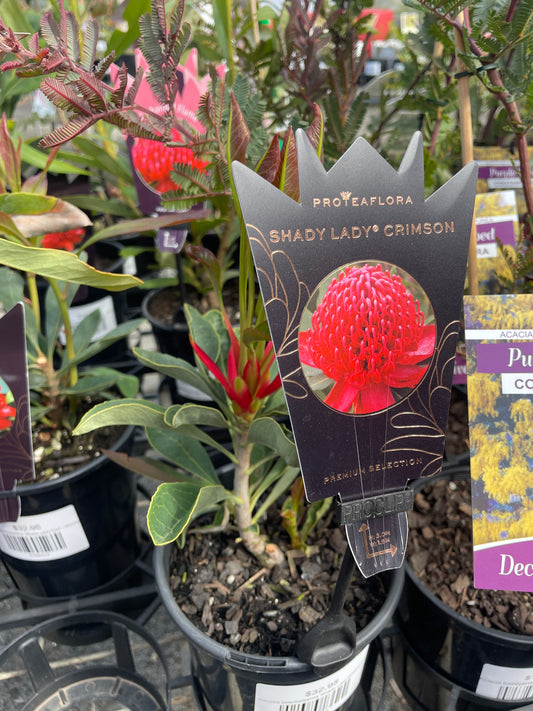 Telopea speciosissima 'Shady Lady Crimson' - Waratah