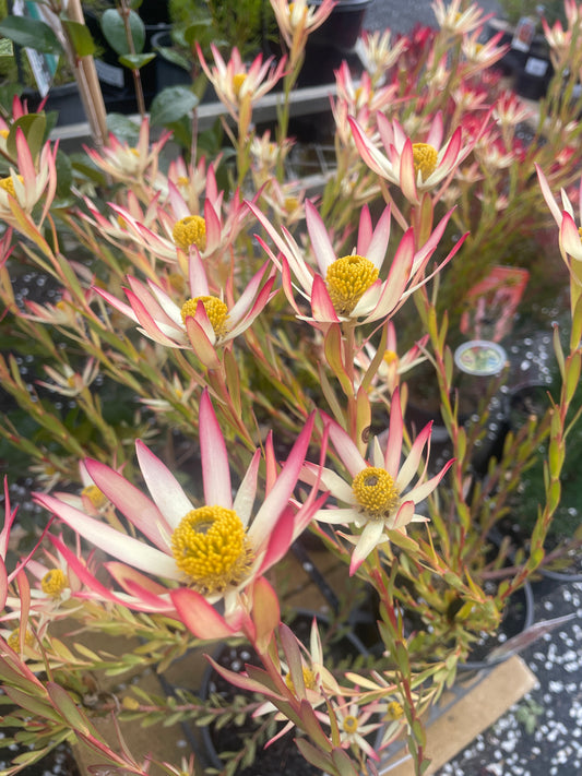 Leucadendron 'Super Star'