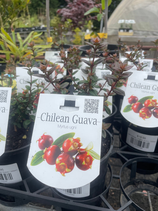 Ugni molinae - Chilean Guava