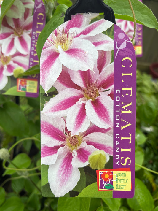 Clematis 'Cotton Candy' - White Pink-Barred Clematis Climber