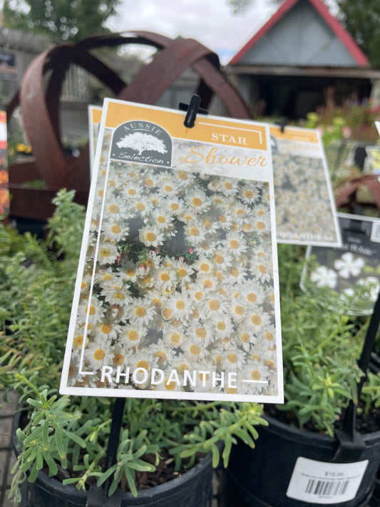 Rhodanthe anthemoides 'Mallee Starshower'