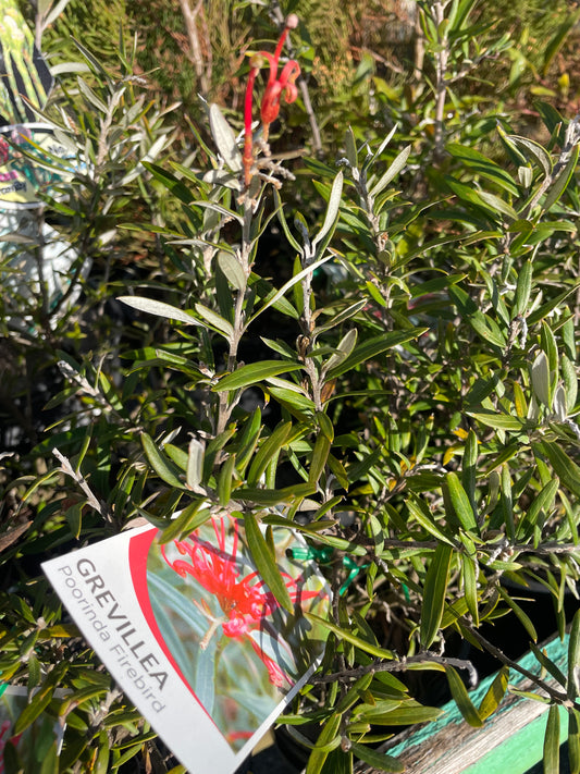 Grevillea 'Poorinda Firebird'