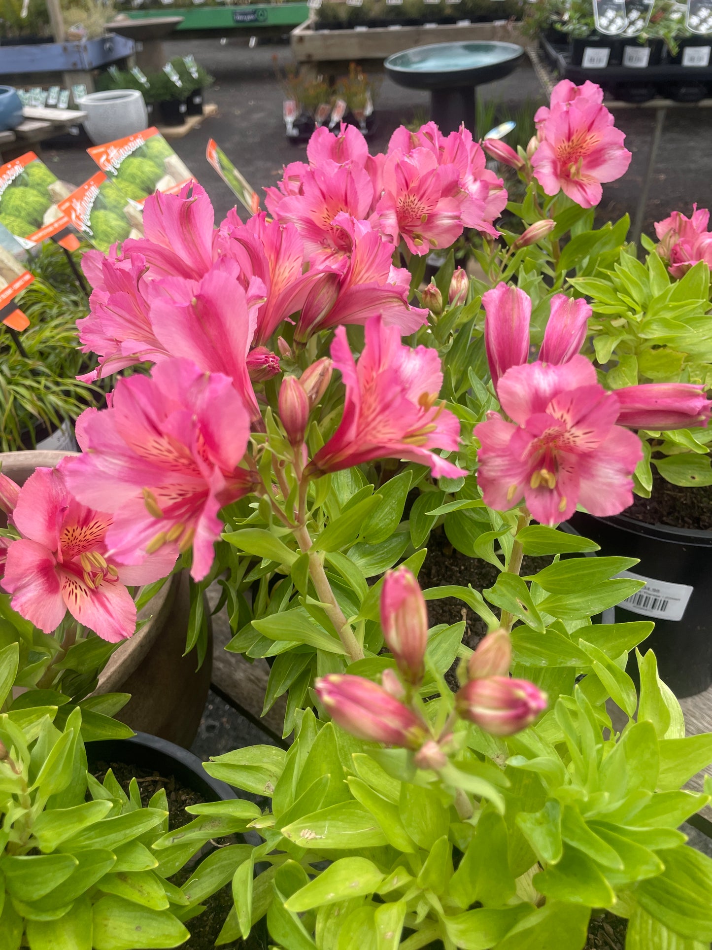 Alstroemeria 'Theresa'