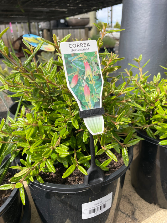 Correa decumbens