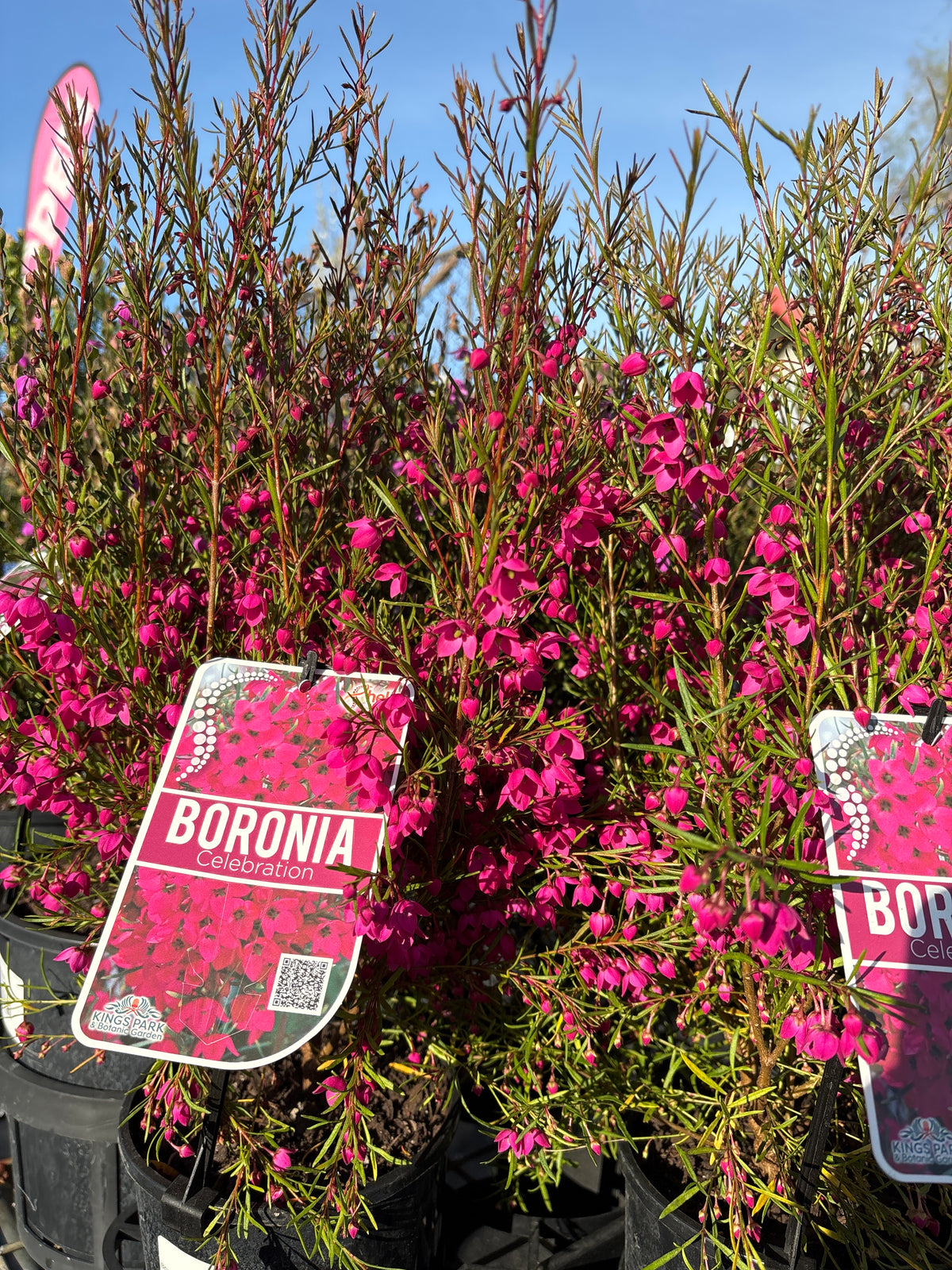 Boronia ‘Celebration’
