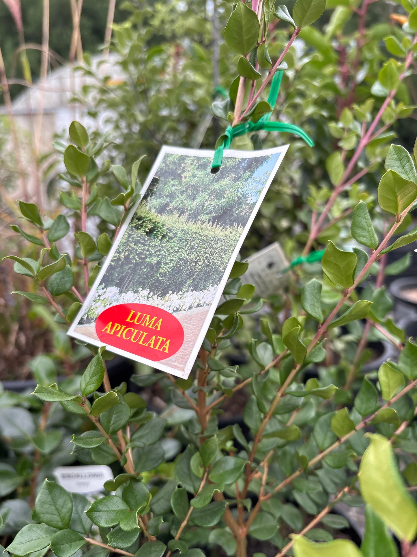 Luma apiculata (Chilean Myrtle)